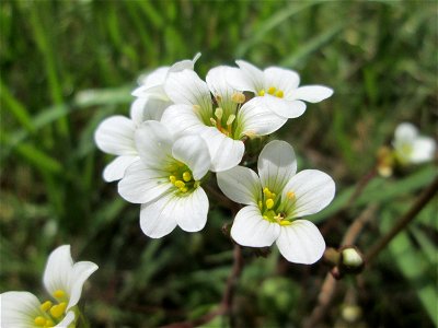 Knöllchen-Steinbrech (Saxifraga granulata) am Tierfriedhof im Landschaftsschutzgebiet „Drahtzugweiher und das Habsterwiesental“ in Alt-Saarbrücken