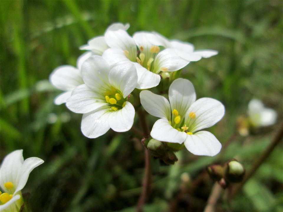 Knöllchen-Steinbrech (Saxifraga granulata) am Tierfriedhof im Landschaftsschutzgebiet „Drahtzugweiher und das Habsterwiesental“ in Alt-Saarbrücken