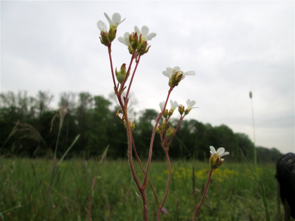 Knöllchen-Steinbrech (Saxifraga granulata) im Landschaftsschutsgebiet „Saalbachniederung“