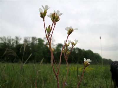 Knöllchen-Steinbrech (Saxifraga granulata) im Landschaftsschutsgebiet „Saalbachniederung“