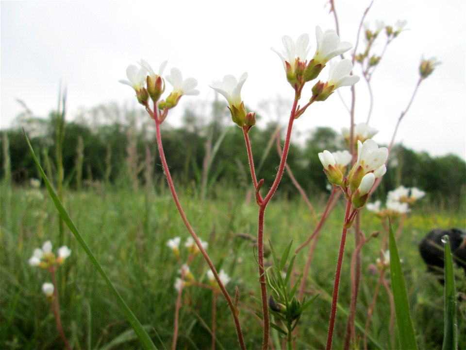 Knöllchen-Steinbrech (Saxifraga granulata) im Landschaftsschutsgebiet „Saalbachniederung“