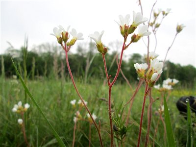 Knöllchen-Steinbrech (Saxifraga granulata) im Landschaftsschutsgebiet „Saalbachniederung“