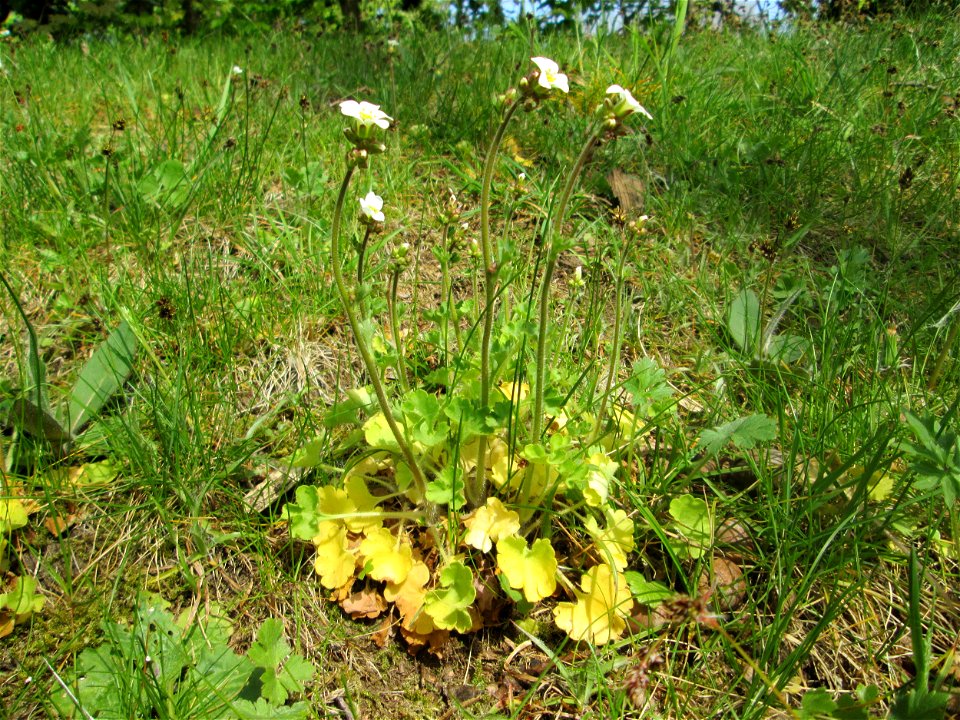 Knöllchen-Steinbrech (Saxifraga granulata) am Nußberg (Landschaftsschutzgebiet) in Alt-Saarbrücken