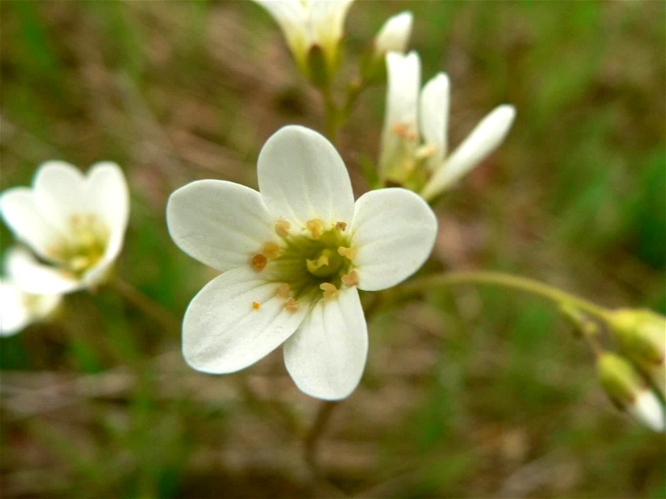 Image title: Meadow saxifrage
Image from Public domain images website, http://www.public-domain-image.com/full-image/flora-plants-public-domain-images-pictures/flowers-public-domain-images-pictures/me