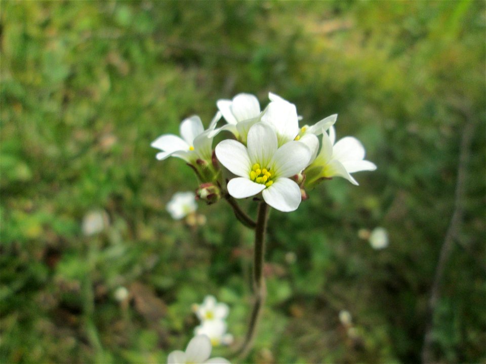 Knöllchen-Steinbrech (Saxifraga granulata) am Nußberg (Landschaftsschutzgebiet) in Alt-Saarbrücken