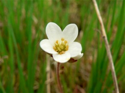 Image title: Meadow saxifrage flower Image from Public domain images website, http://www.public-domain-image.com/full-image/flora-plants-public-domain-images-pictures/flowers-public-domain-images-pict photo