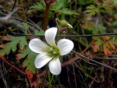 Saxifraga granulata flower close up, Sierra Madrona, Spain