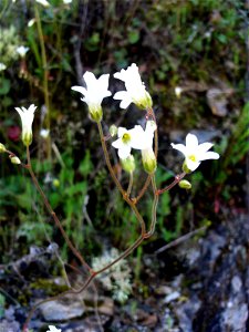 Saxifraga granulata flowers close up, Sierra Madrona, Spain