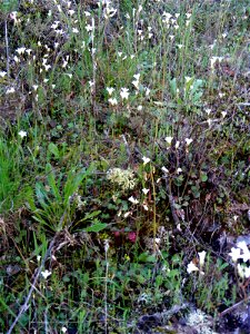 Saxifraga granulata habitat, Sierra Madrona, Spain photo