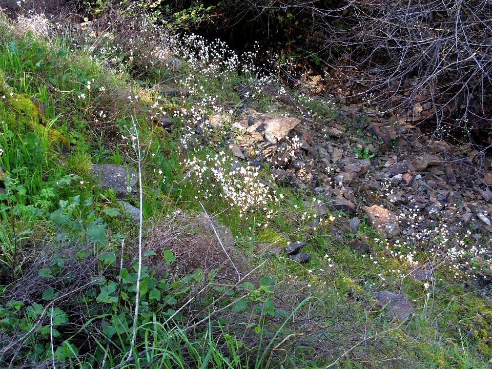 Saxifraga granulata habitat, Sierra Madrona, Spain