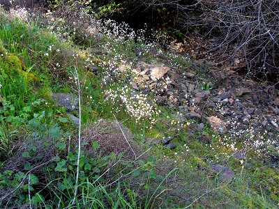 Saxifraga granulata habitat, Sierra Madrona, Spain