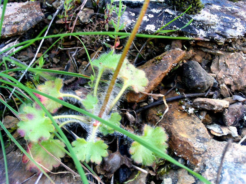 Saxifraga granulata leaves rosette, Sierra Madrona, Spain