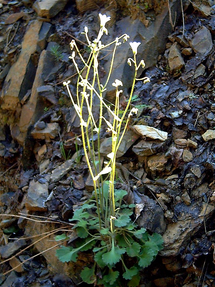 Saxifraga granulata habit, Sierra Madrona, Spain