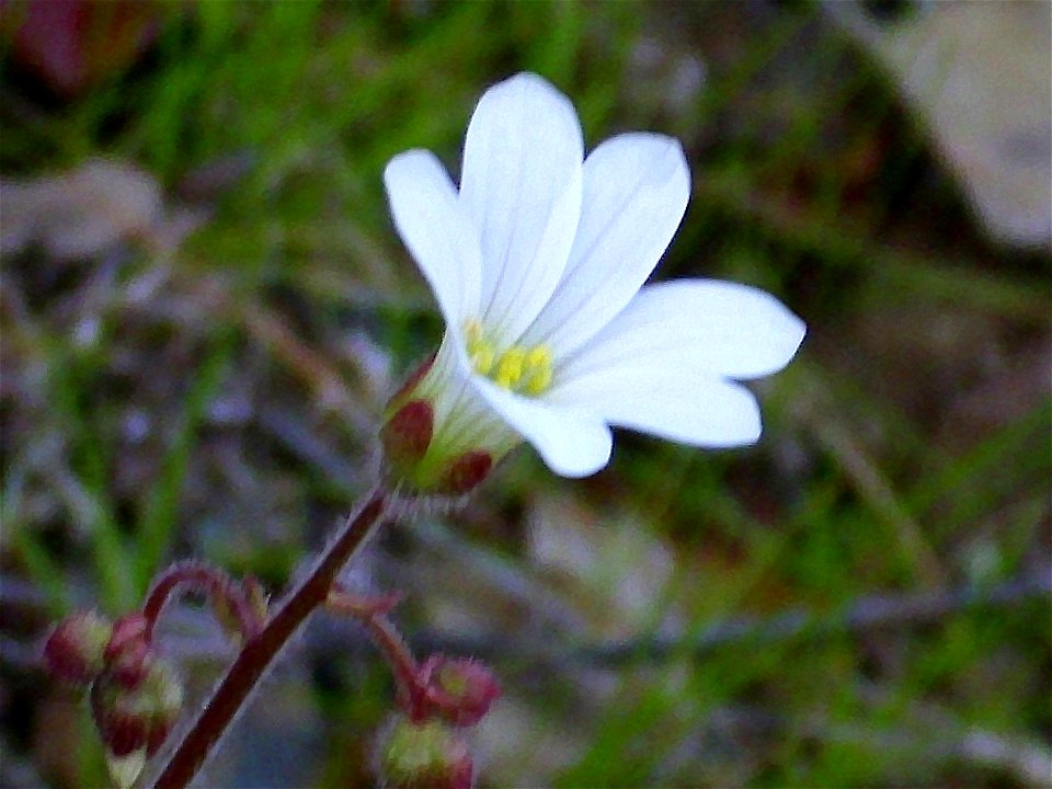 Saxifraga granulata close up Sierra Madrona, Spain