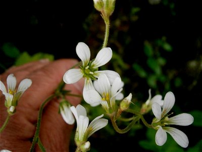 'Saxifraga granulata flowers