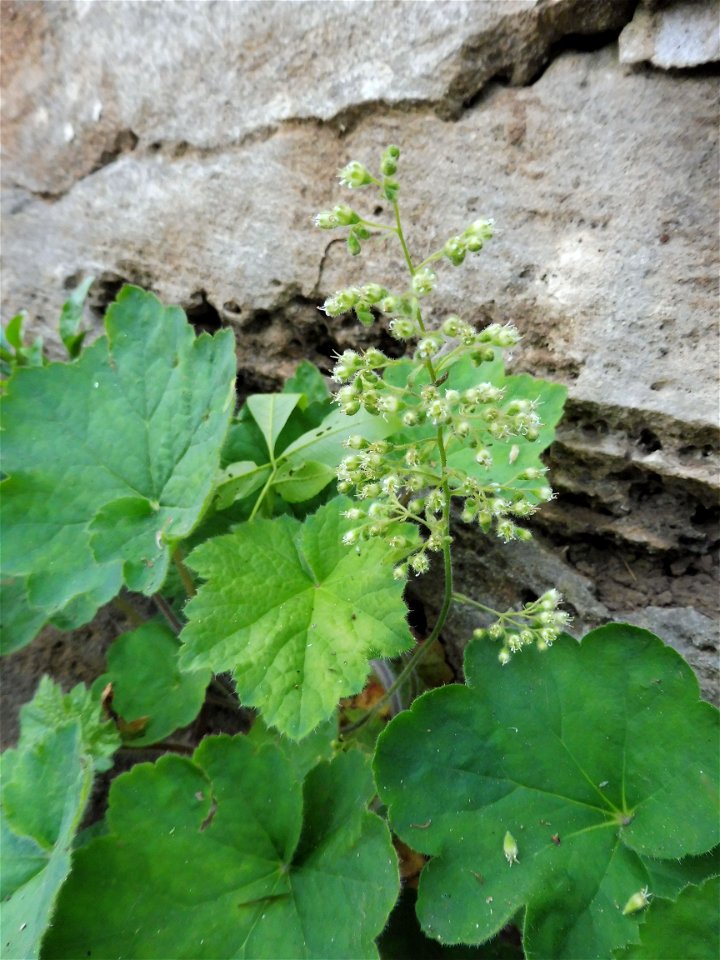 Heuchera villosa var. macrorhiza. Limestone cliff of the Cumberland River, Montgomery County, Tennessee