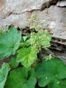 Heuchera villosa var. macrorhiza. Limestone cliff of the Cumberland River, Montgomery County, Tennessee