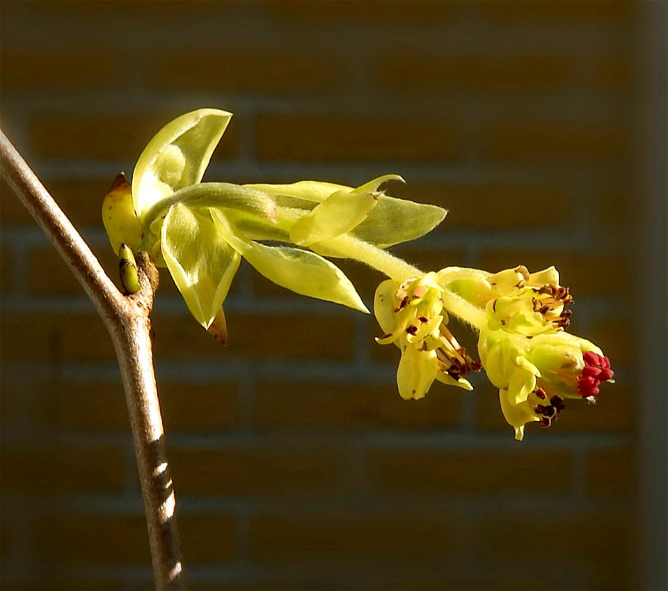 Flower of Corylopsis Pauciflora in close-up