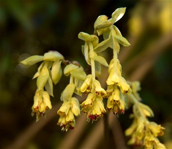 Flowers of Corylopsis Pauciflora