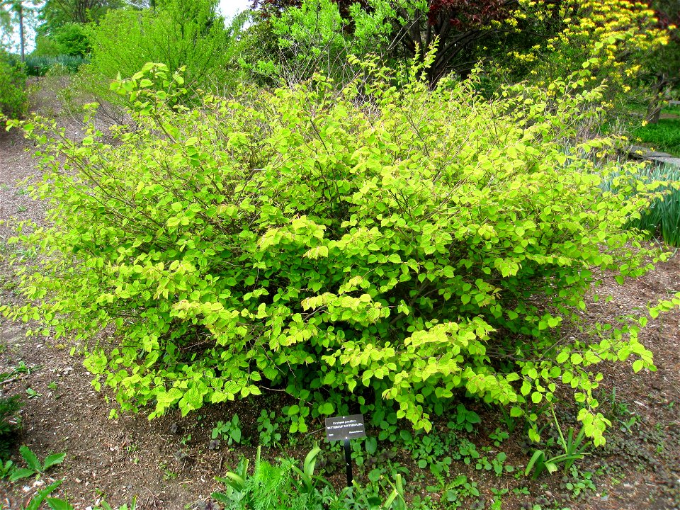 Corylopsis pauciflora - Tower Hill Botanic Garden, Boylston, Massachusetts, USA.