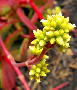 Crassula species on display at the San Diego County Fair, California, USA. Identified as Crassula pubescens by exhibitor's sign. However petals seem more typical for Crassula atropurpurea, so it is po
