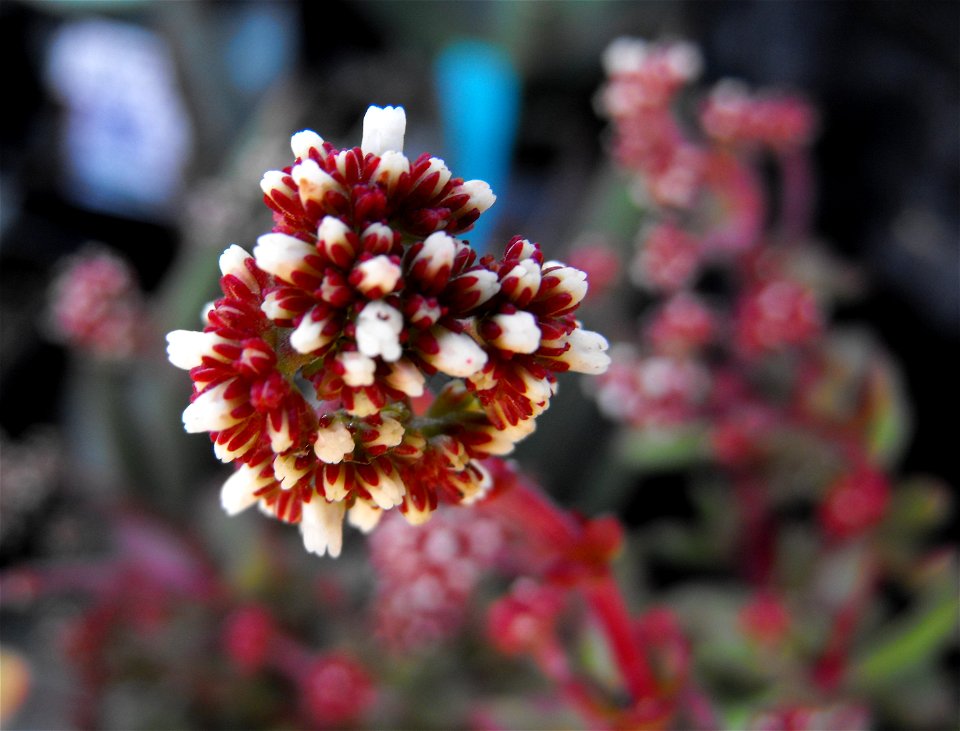 inflorescence of Crassula radicans at the San Diego Home & Garden Show, Del Mar, California, USA. Identified by exhibitor's sign.