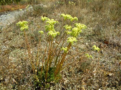 Orpin de Nice , Sedum sediforme, Sud de l'Ardèche , France