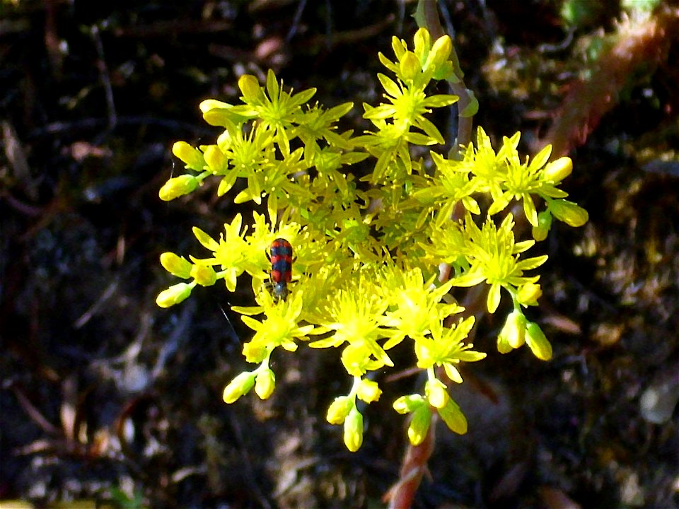Sedum sediforme inflorescence close up, Dehesa Boyal de Puertollano, Spain