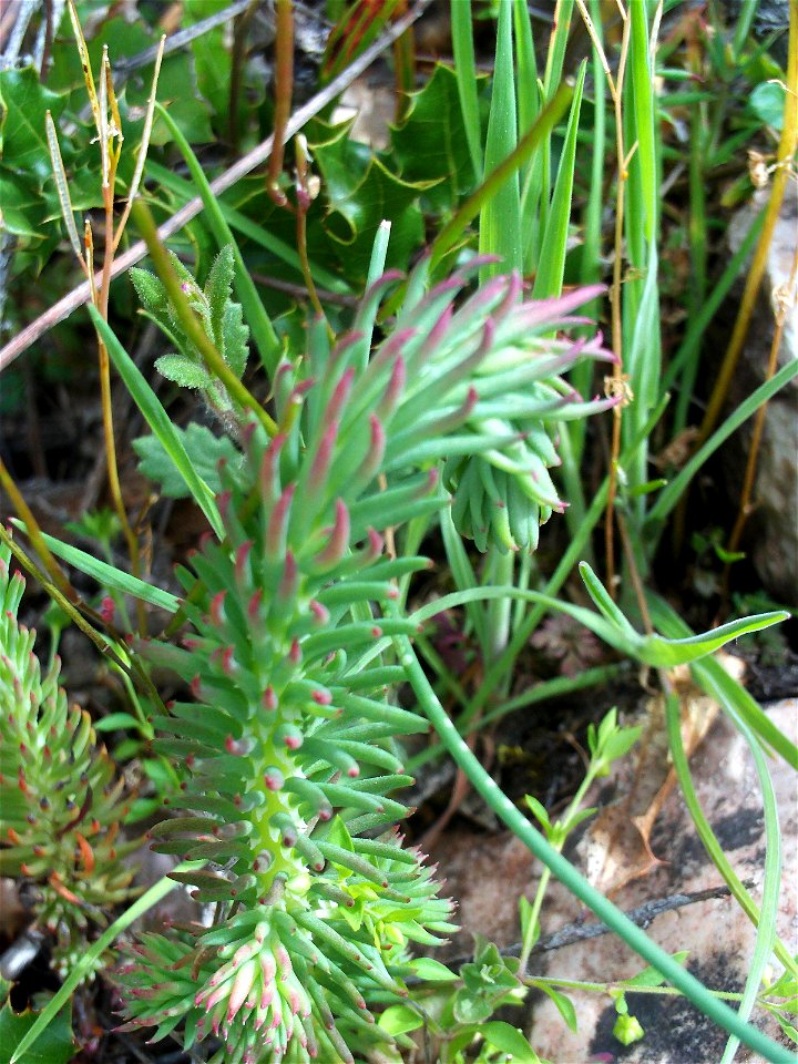 Sedum sediforme growing up, Dehesa Boyal de Puertollano, Spain
