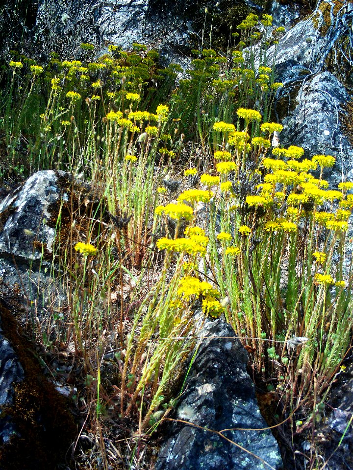 Sedum sediforme habitus, Sierra Madrona, Spain