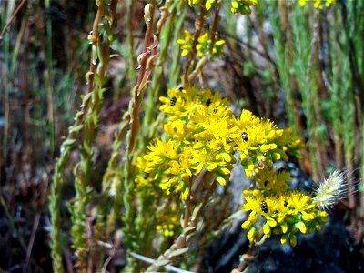Sedum sediforme Plant, Sierra Madrona, Spain