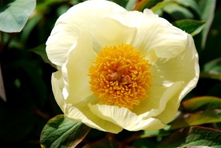 Krim-Pfingstrose (Paeonia daurica subsp. mlokosewitschii) Peony (Paeonia daurica subsp. mlokosewitschii)