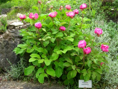 Paeonia daurica subsp. coriifolia (P. caucasica) specimen, in the Botanischer Garten, Berlin-Dahlem (Berlin Botanical Garden), Berlin, Germany.