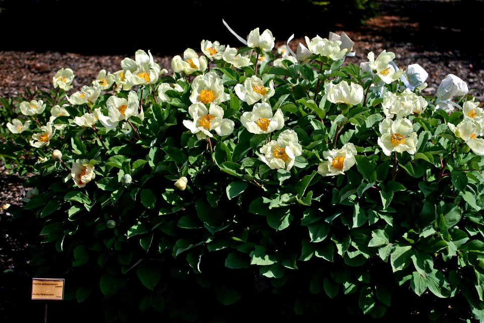 Flower Paeonia daurica subsp. mlokosewitschii in Prague botanic garden, Czech Republic