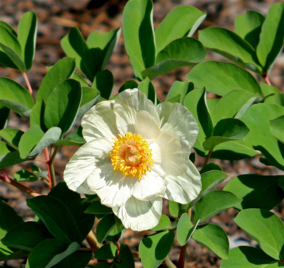 Flower Paeonia daurica subsp. mlokosewitschii in Prague botanic garden, Czech Republic