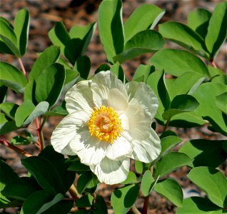 Flower Paeonia daurica subsp. mlokosewitschii in Prague botanic garden, Czech Republic