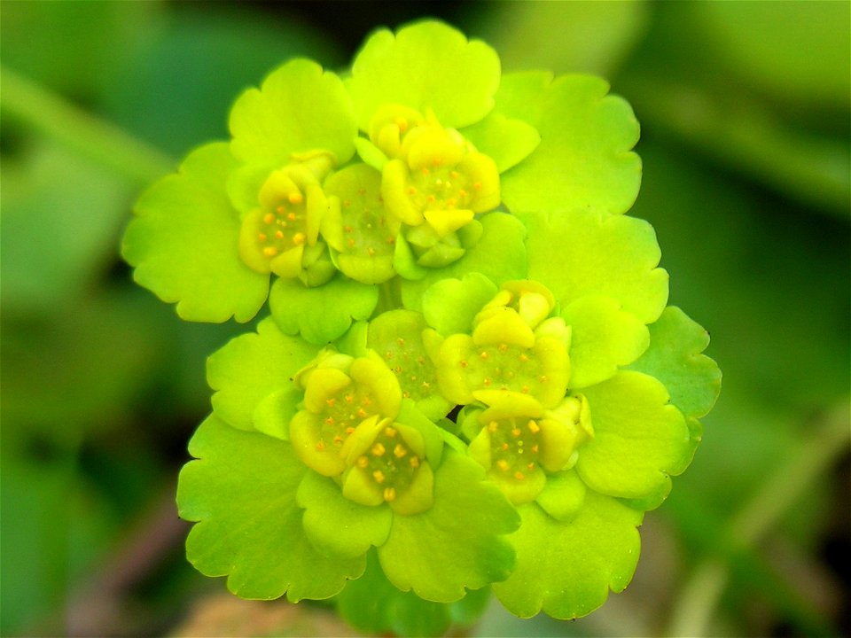 lt:Pražangialapė blužnutė (Chrysosplenium alternifolium)
Šeima. lt:Uolaskėliniai (Saxifragaceae)
Fotografavo Algirdas, 2006 m. balandžio 23 d.

F