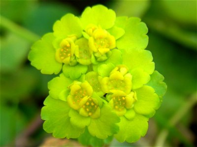 lt:Pražangialapė blužnutė (Chrysosplenium alternifolium)
Šeima. lt:Uolaskėliniai (Saxifragaceae)
Fotografavo Algirdas, 2006 m. balandžio 23 d.

F