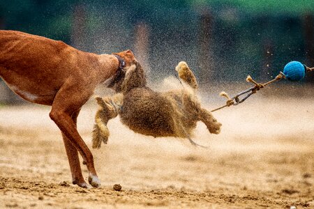 Race run sport