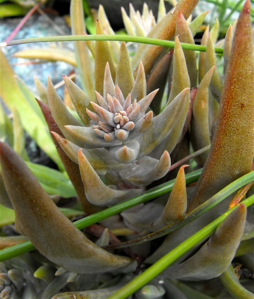Dudleya abramsii ssp. murina at UC Berkeley Botanical Garden, California, USA. Identified by sign as Dudleya murina.