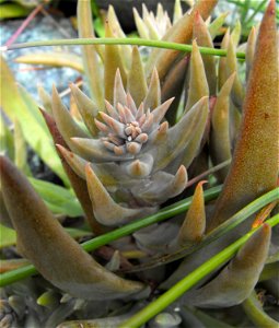 Dudleya abramsii ssp. murina at UC Berkeley Botanical Garden, California, USA. Identified by sign as Dudleya murina.