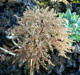 Botanical specimen in the Bergianska trädgården - Stockholm, Sweden. photo