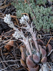 Photo of San Bernardino Mountains dudleya uploaded from iNaturalist.
