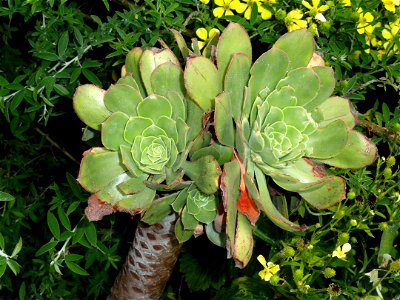 Aeonium urbicum specimen in the University of California Botanical Garden, Berkeley, California, USA. photo