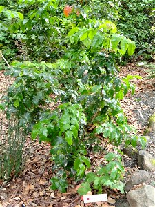 Plant specimen in the Channel Islands of California habitat garden, in the University of California Botanical Garden, Berkeley, California. NOTE: Not Heuchera maxima — instead, a species of another g photo