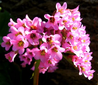 schoenlappersplant ofwel bergenia