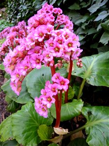 Saxifragaceae_Bergenia_purpurascens
