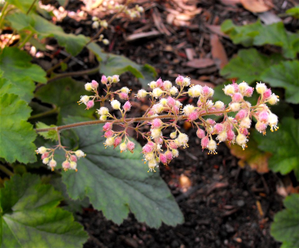 Heuchera maxima at the San Diego Botanic Garden in Encinitas, California, USA. Identified by sign. The inflorescence was sticking out horizontally.
