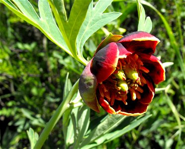 Paeonia californica near Loveland Reservoir outside Alpine, California, USA.
