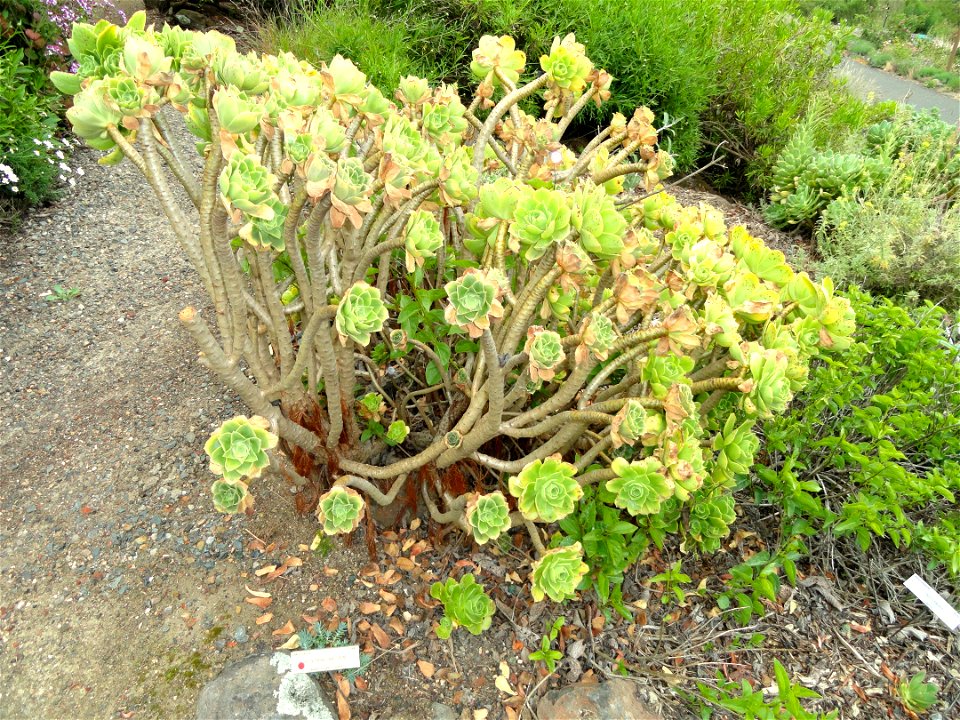 Aeonium balsamiferum specimen in the University of California Botanical Garden, Berkeley, California, USA.